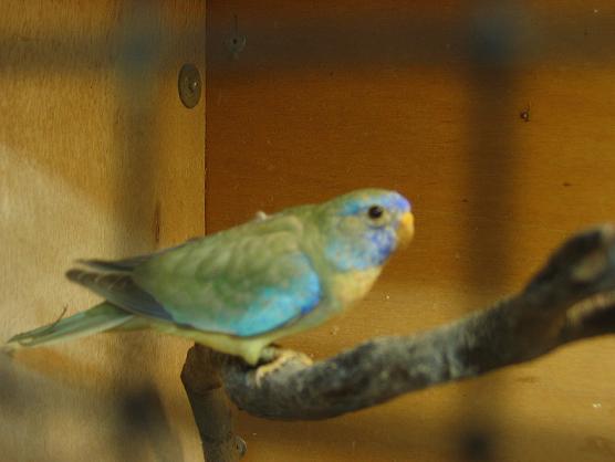 Perruche Splendide Cinnamon Turquoise Male de mon elevage.jpg