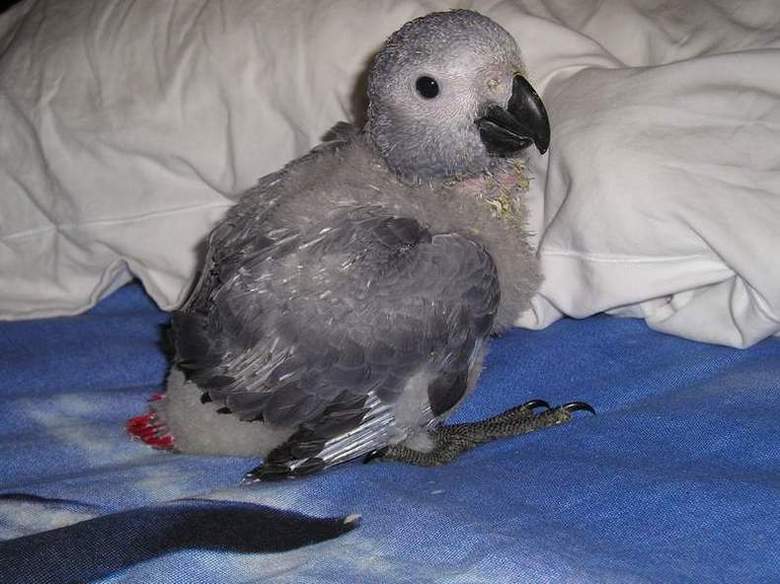 Luna 46 jours (3).JPG