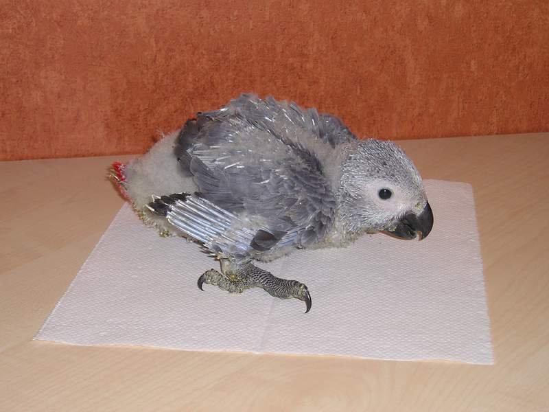 Luna 44 jours (1).JPG