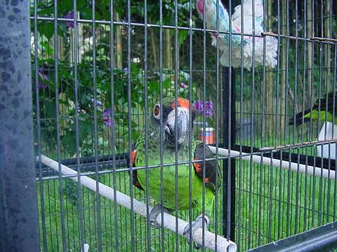 Cathy en voliÃ¨re.jpg