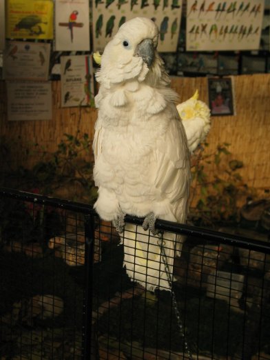 opraiosn expo 2004 086.jpg