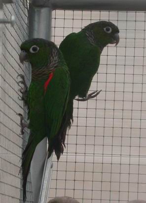 Resize of Resize of 2004-04-04_0036.JPG