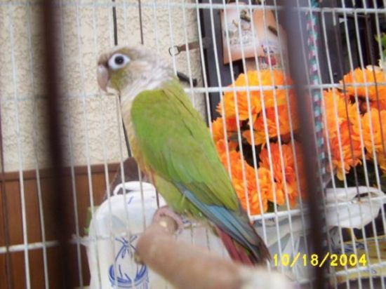 Pyrrhura  Femelle Cinnamon 002.jpg