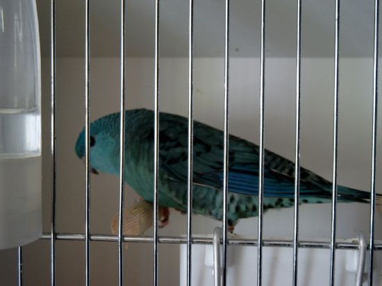 Expo Izegem Cath 93 points.jpg