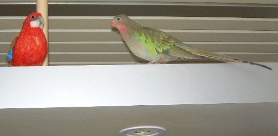 vivi, romain, capu, chloÃ©,E.T., zoÃ© 003.jpg