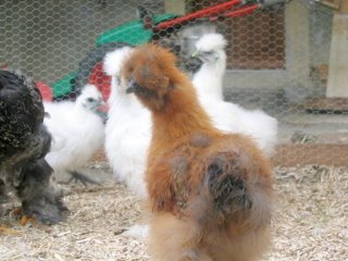 jeunes nÃ¨gre soie.jpg