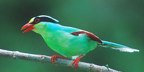 green-magpie-obcid.jpg