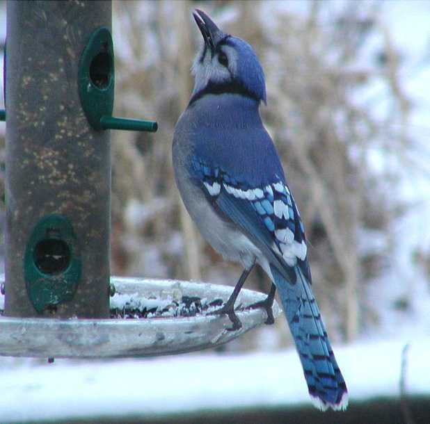 Cyanocitta cristata.jpg