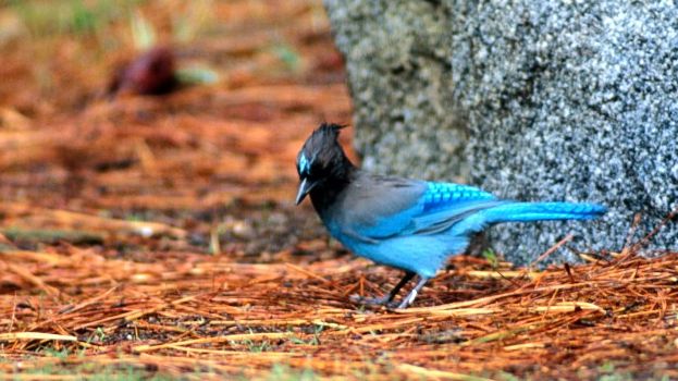 Cyanocitta stelleri.jpg