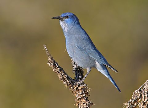 Gymnorhinus cyanocephalus.jpg