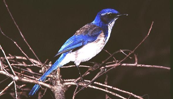 Aphelocoma californica.jpg