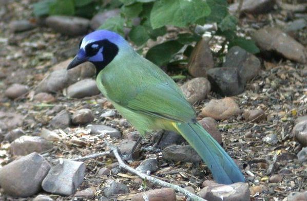 Cyanocorax yncas 2.jpg