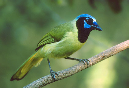 Cyanocorax yncas 1.jpg