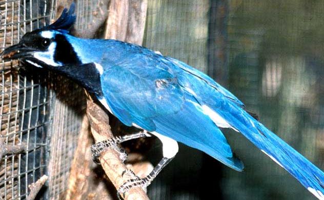 Calocitta colliei.jpg