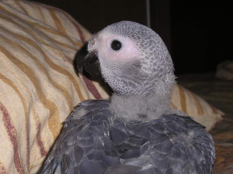 Luna 51 jours (2).JPG