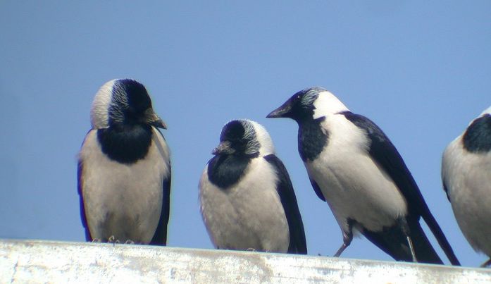 Corvus_dauuricus04.jpg