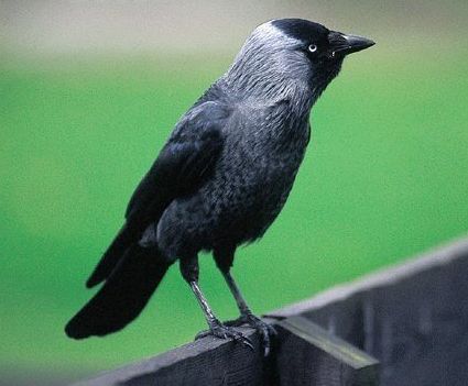 Choucas des tours.jpg