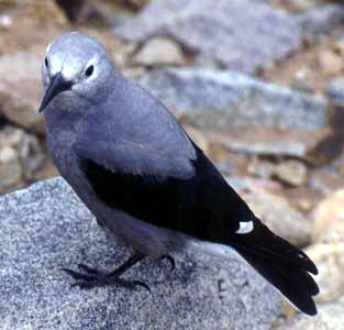 Nucifraga columbiana 2.jpg