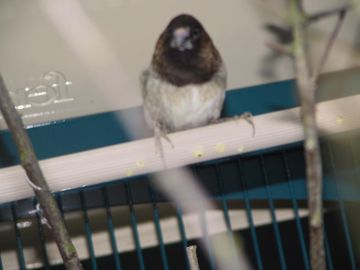 moineau du japon femelle 2.jpg