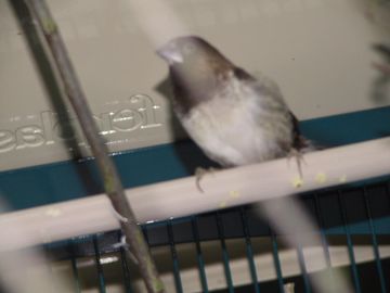 moineau du japon mÃ¢le 2.jpg