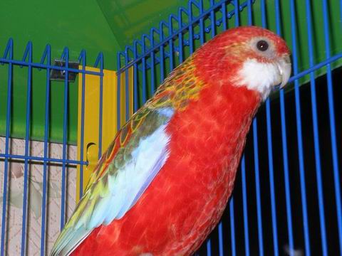 Redimensionnement de Redimensionnement de 2004-11-22 017.JPG