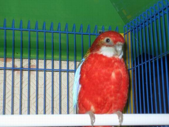 Redimensionnement de Redimensionnement de 2004-11-22 015.JPG