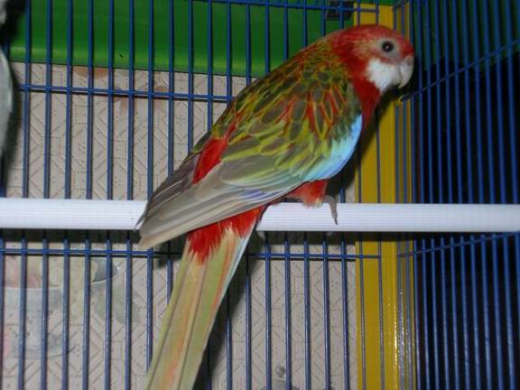 Redimensionnement de Redimensionnement de 2004-11-22 014.JPG