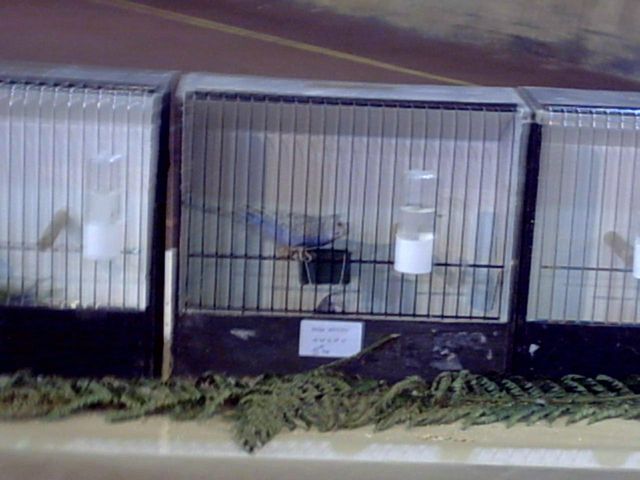 bourse de Carcassone (15).jpg