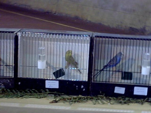 bourse de Carcassonne (14).jpg