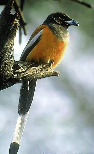 Dendrocitta vagabunda.jpg