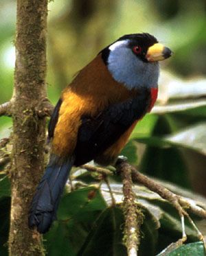 Semnoris ramphastinus 04.jpg