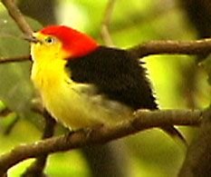 Manacus candei 02.jpg