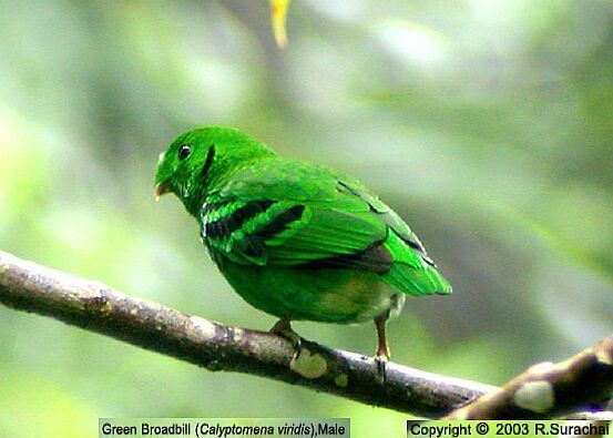 Calyptomena viridis.jpg