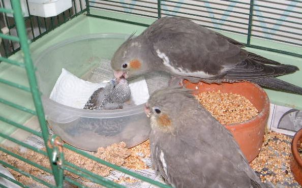 Perruche calo EAM 2.jpg