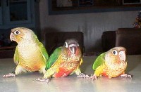 cinamon yellow       ANANAS.jpg