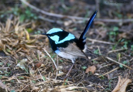 Petit mais costaud !!!.jpg