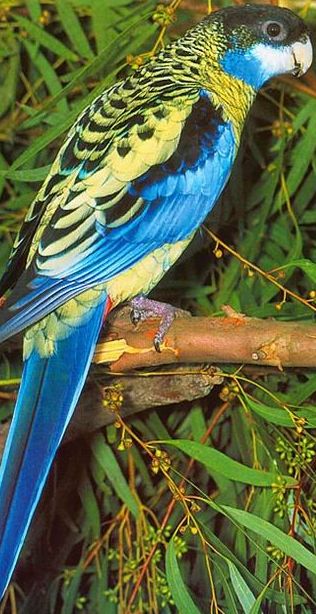 Perruches de brown 1.jpg