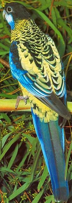 Perruches de brown 3.jpg