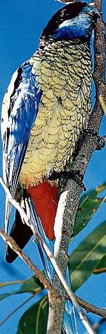 perruche de Brown 2.jpg