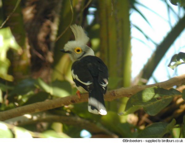 beau casquÃ© 01.jpg