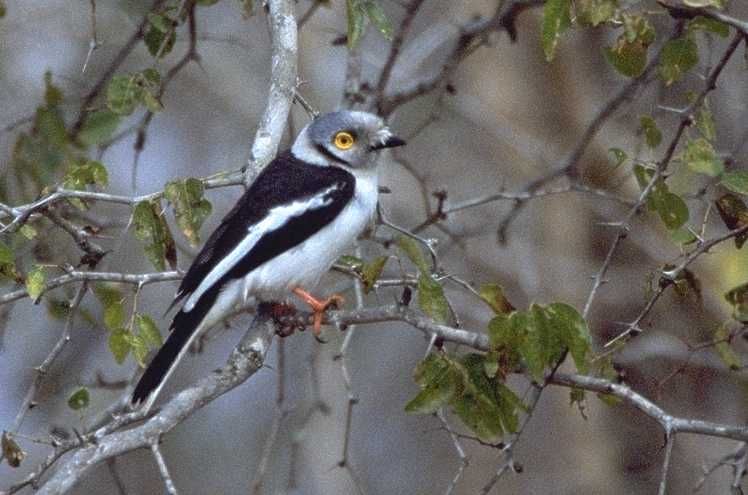 beau casquÃ© 02.jpg