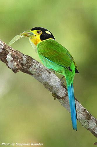 incroyable beautÃ© 01.jpg