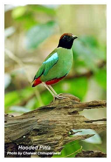 Pitta sordida 02.jpg