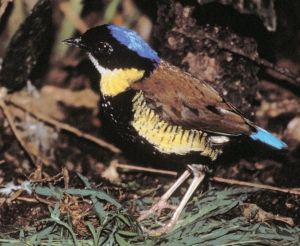 Pitta gurneyi 01.jpg