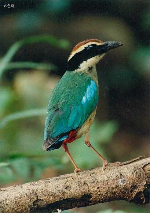 Pitta brachyura 01.jpg