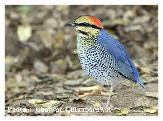 Pitta cyanea 01.jpg