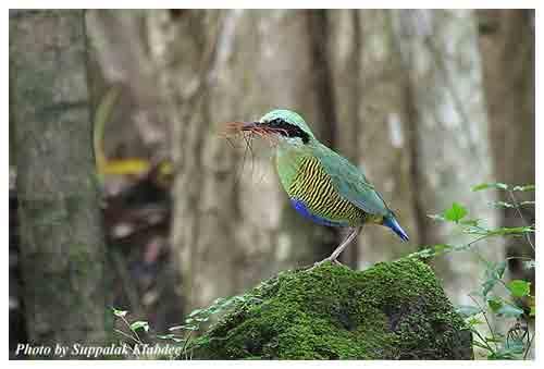 Pitta ellioti 01.jpg