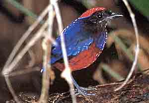 Pitta granatina 01.jpg