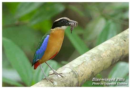 Pitta moluccensis 01.jpg