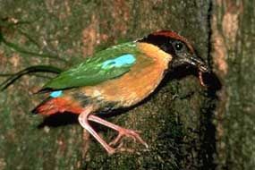 Pitta versicolor 01.jpg